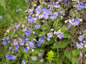 Veronica chamaedrys